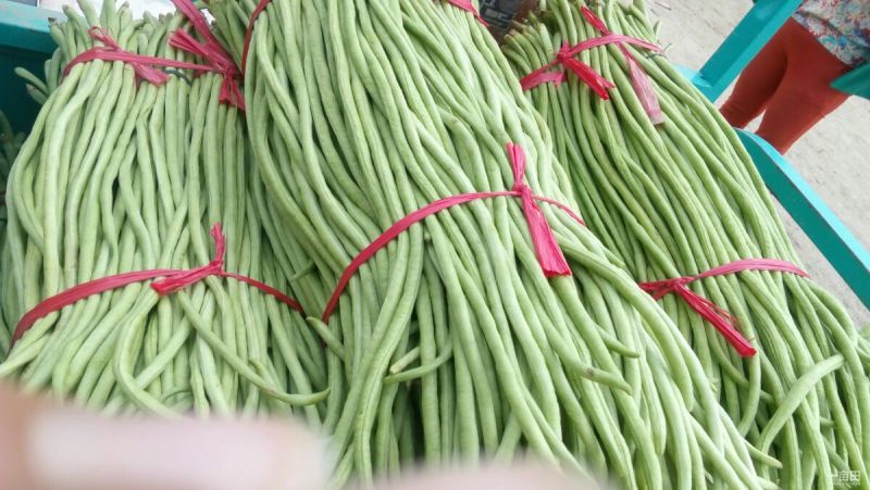 长豆角70厘米以上
