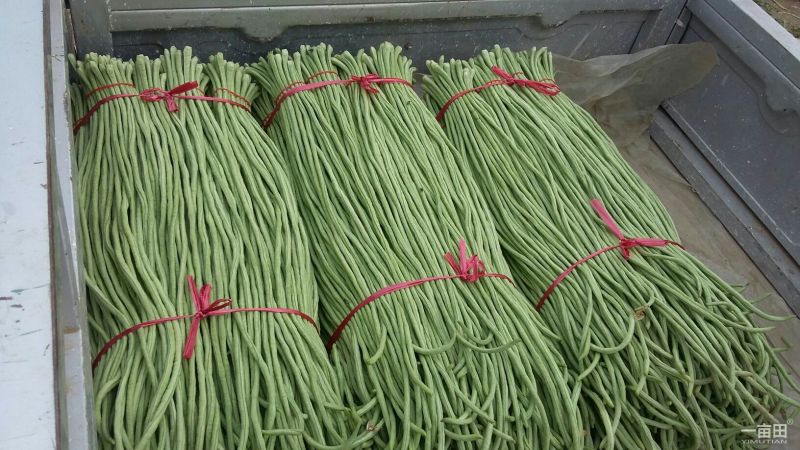 长豆角70厘米以上