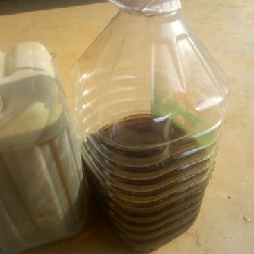 油菜籽1