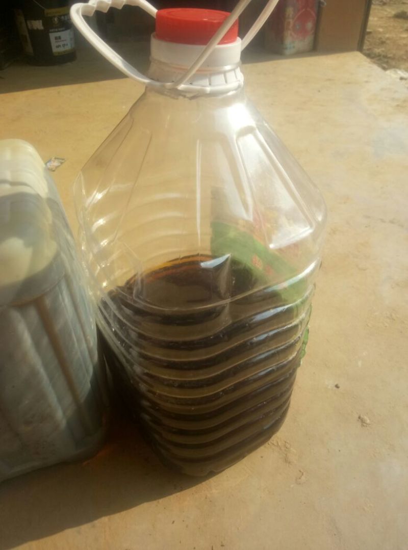 油菜籽1