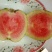 红宝石芭乐苗