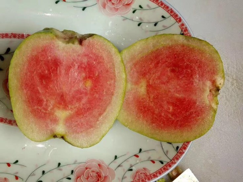 红宝石芭乐苗