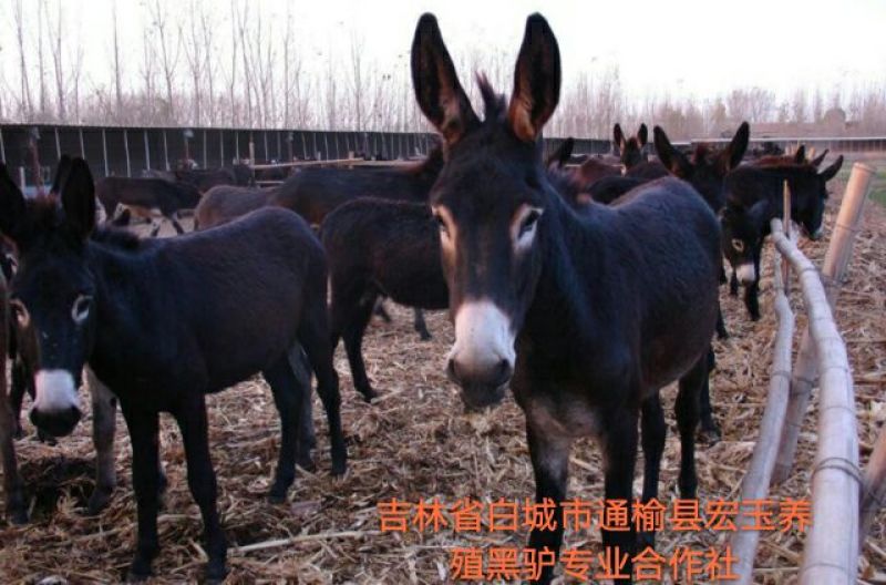 驴肉鲜货
