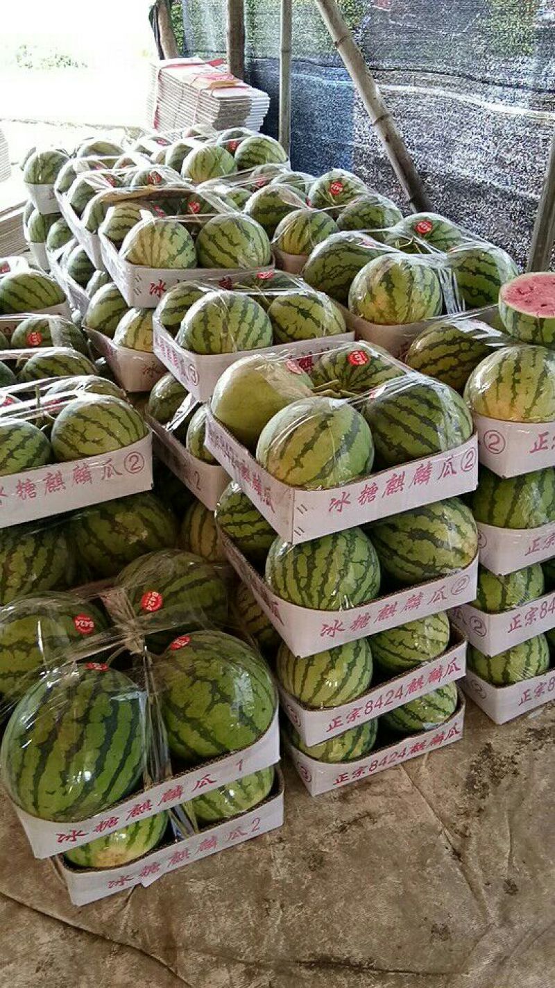 8424西瓜，5斤打底，8成熟，一级瓜，
