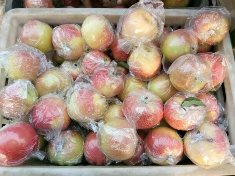 黄金梨250~300g纸袋