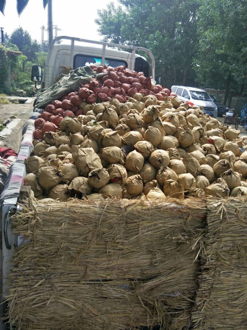 黄金梨250~300g纸袋