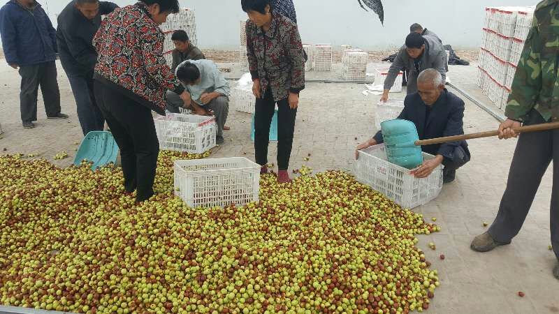 网红视频带货露天山东鲜枣原产地供应链一件代发货源现摘