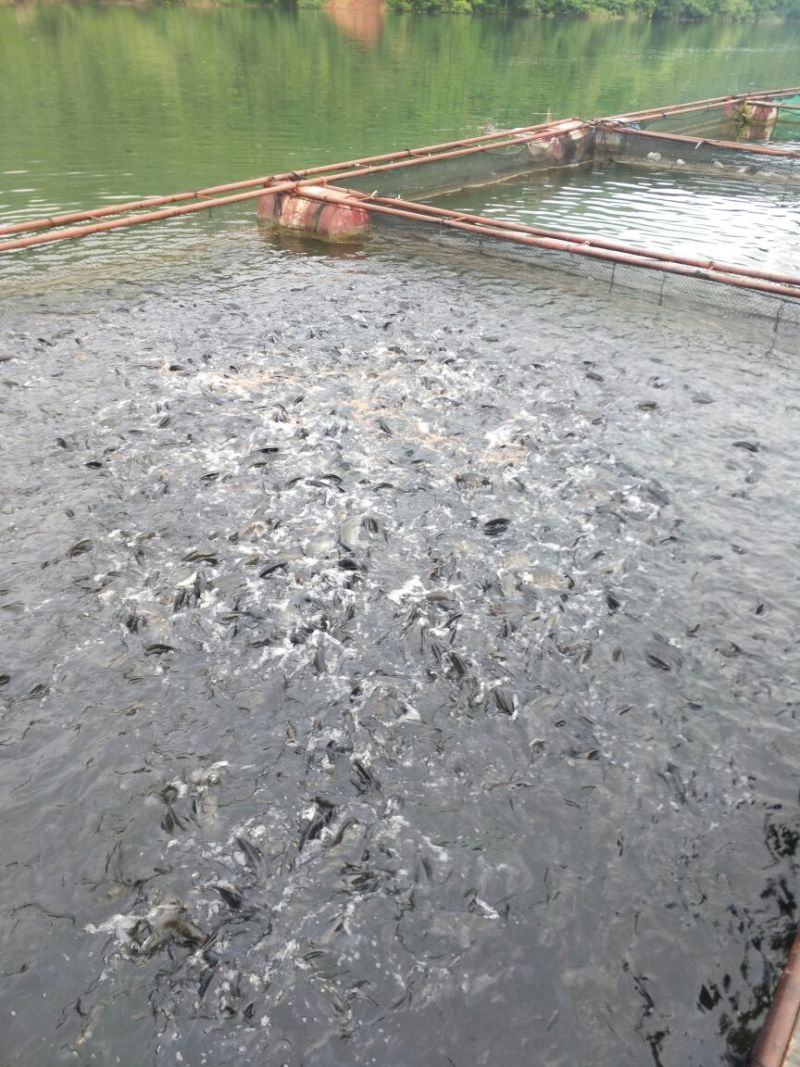 河鲤鱼0.5~1公斤食用