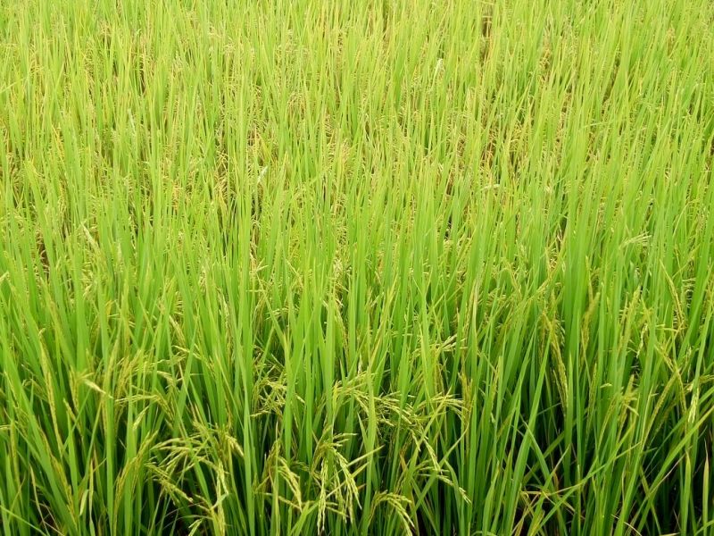云南软米特级新米