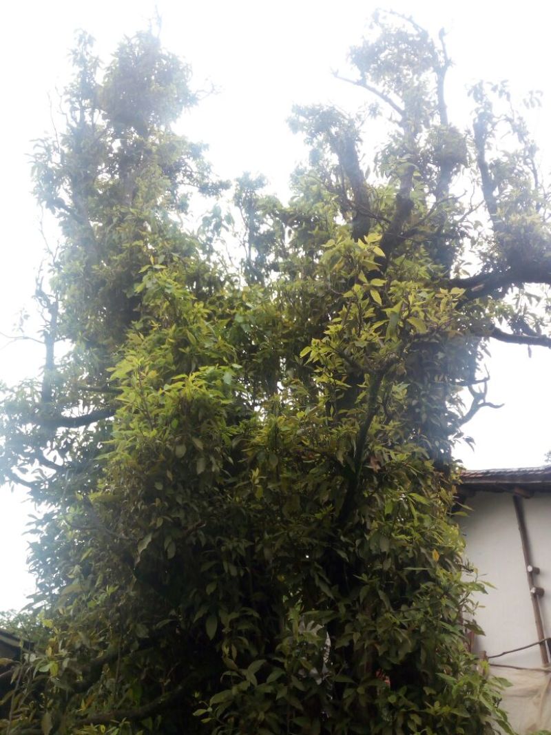 古树茶一级