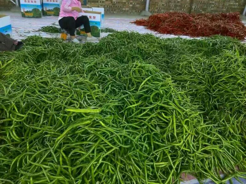 忻州.线椒15~20厘米中辣青..精品辣椒.发发