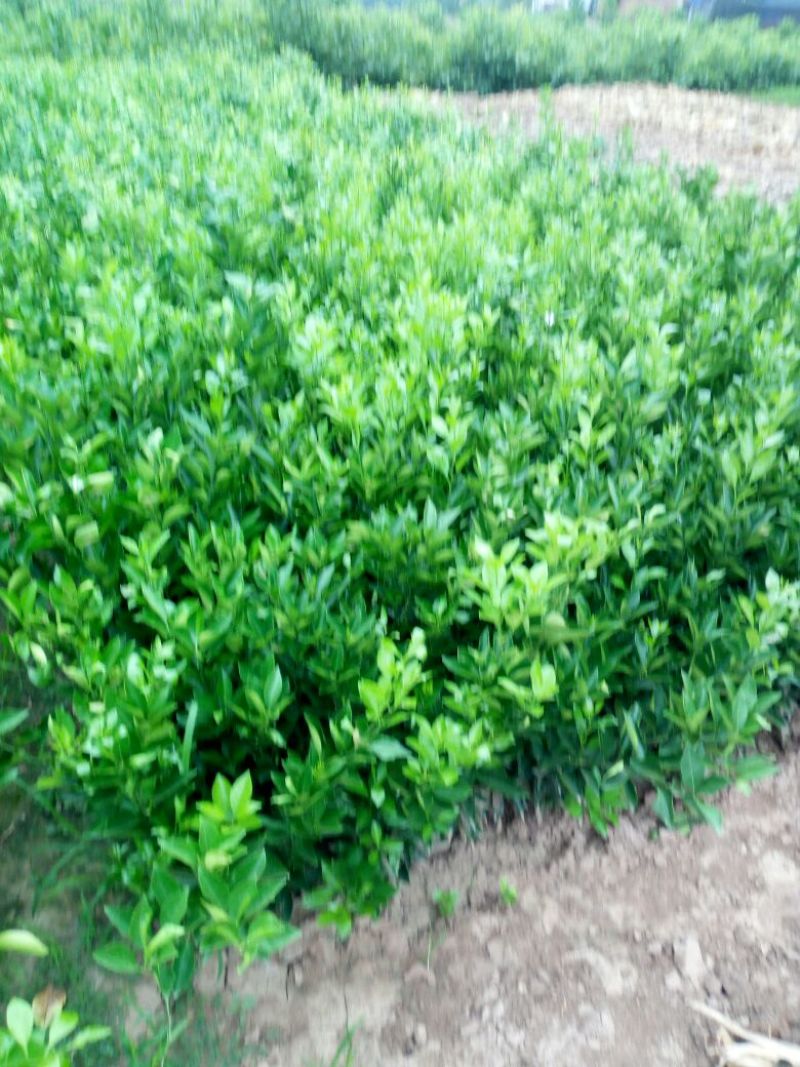纽荷尔脐橙苗30~50cm