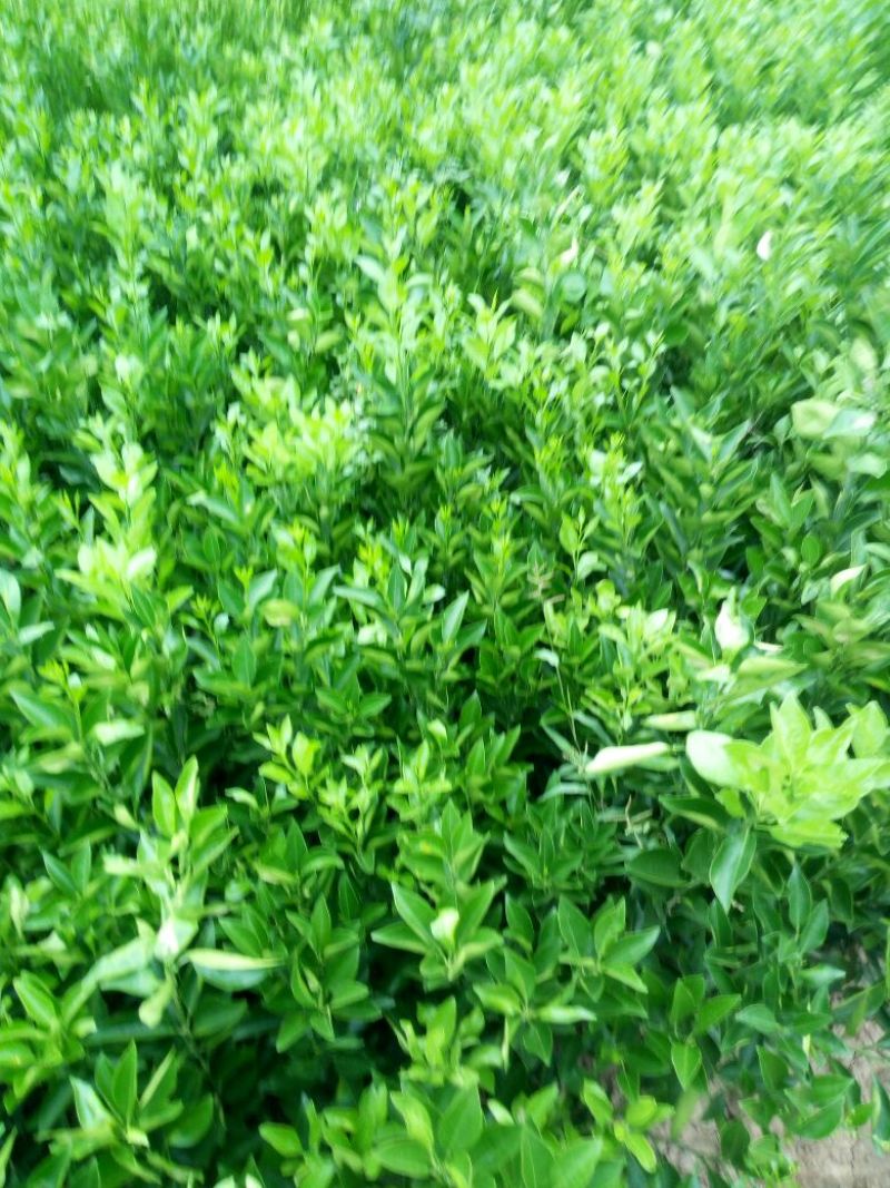 纽荷尔脐橙苗30~50cm
