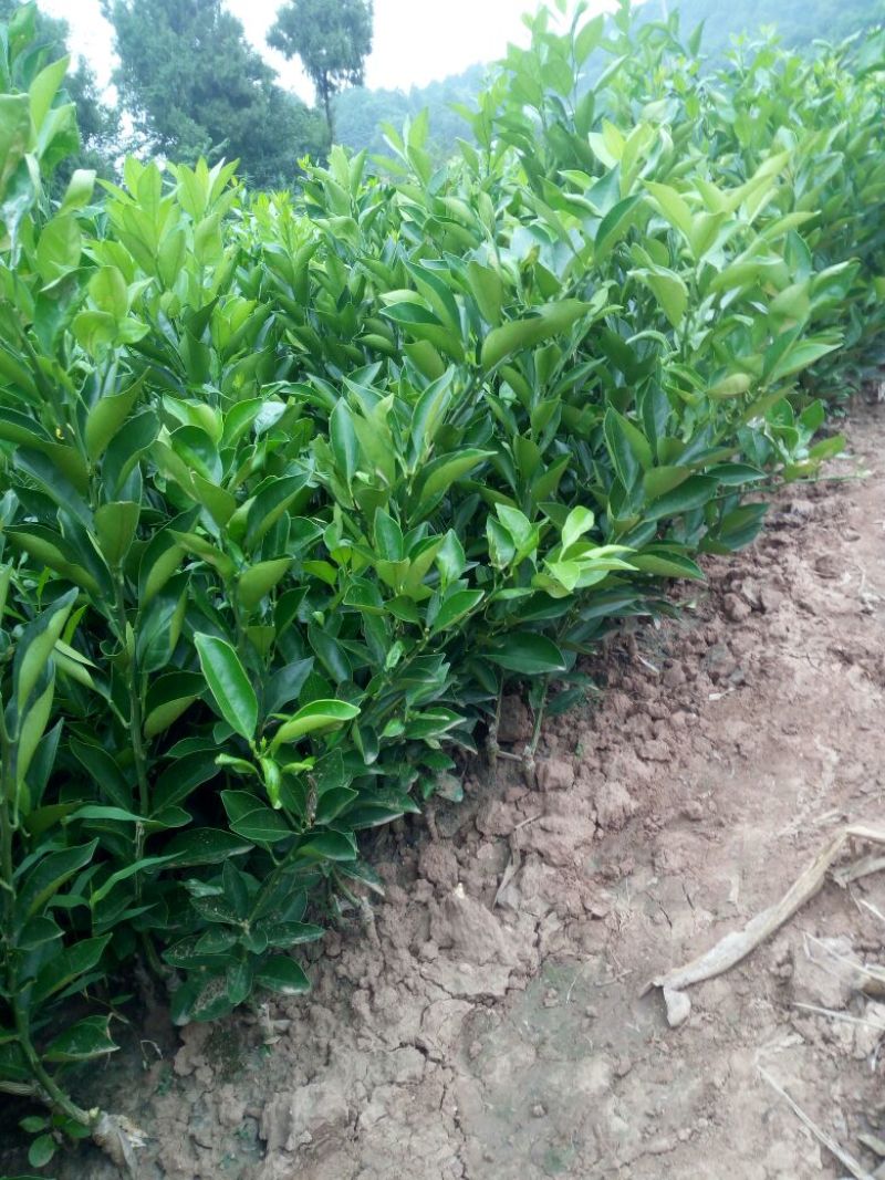 纽荷尔脐橙苗30~50cm