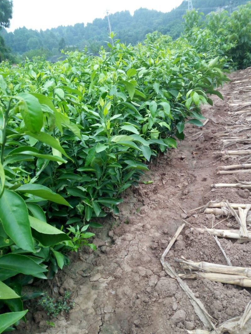 爱媛38号苗30~50cm