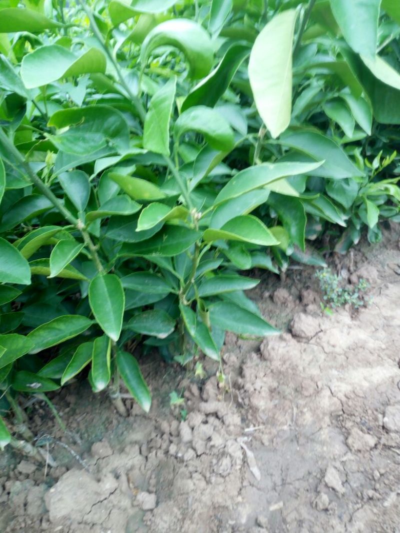 爱媛38号苗30~50cm