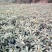 枇杷树苗30~50cm