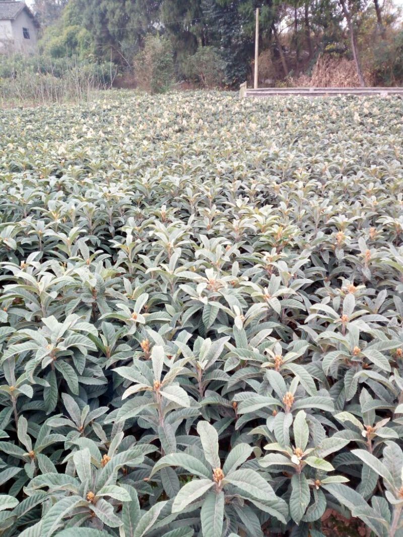 枇杷树苗30~50cm