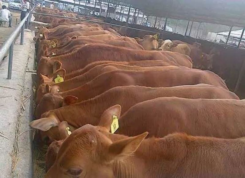 育肥牛犊改良黄牛苗肉牛犊免费送货上门买十送一