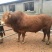 育肥牛犊改良黄牛苗肉牛犊免费送货上门买十送一