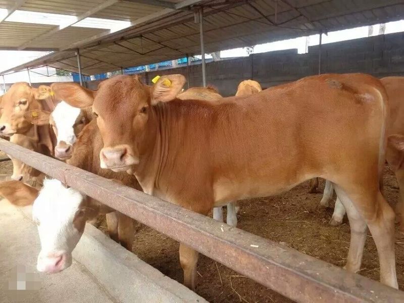 育肥牛犊改良黄牛苗肉牛犊免费送货上门买十送一