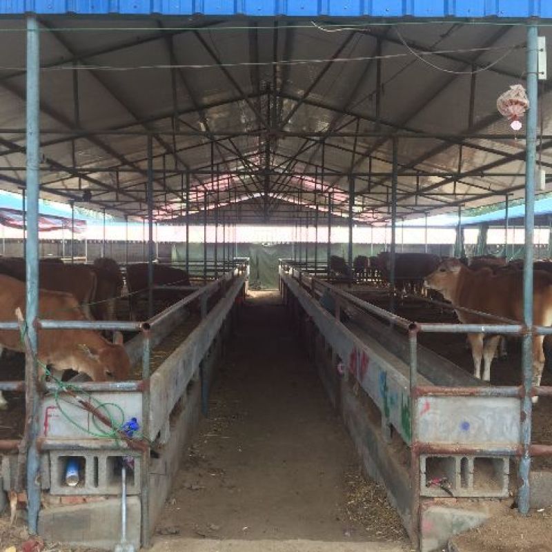 育肥牛犊改良黄牛苗肉牛犊免费送货上门买十送一