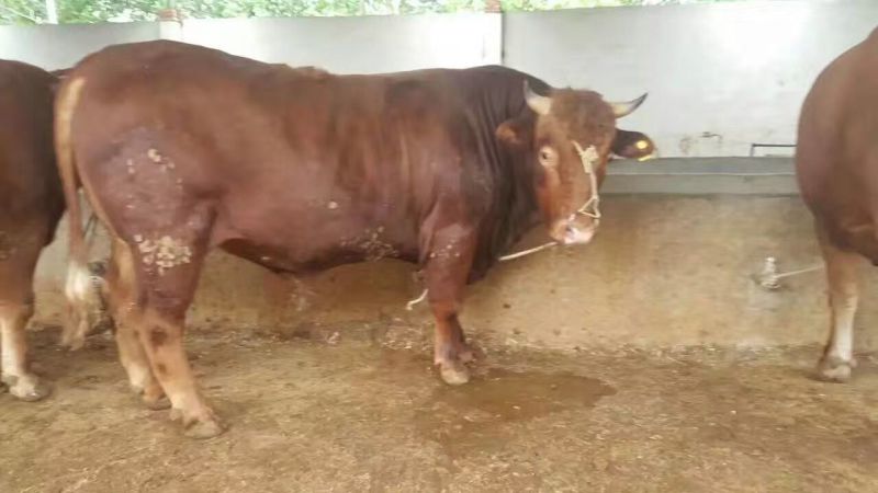 育肥牛犊改良黄牛苗肉牛犊免费送货上门买十送一