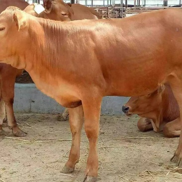 育肥牛犊改良黄牛苗肉牛犊免费送货上门买十送一