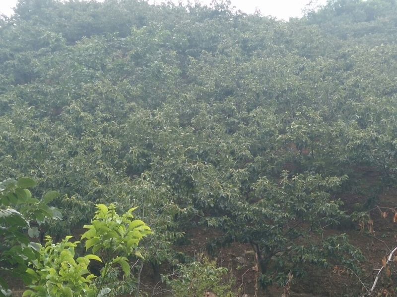 迁西板栗炒栗种大标
