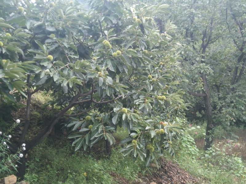迁西板栗炒栗种大标
