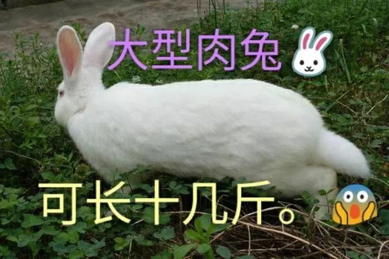 白玉獭兔皮兔肉兔四川兴农家养肉兔种兔