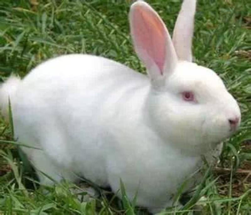 白玉獭兔皮兔肉兔四川兴农家养肉兔种兔