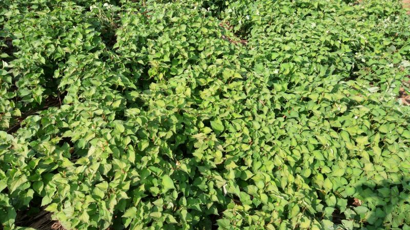 鱼腥草根塑料袋