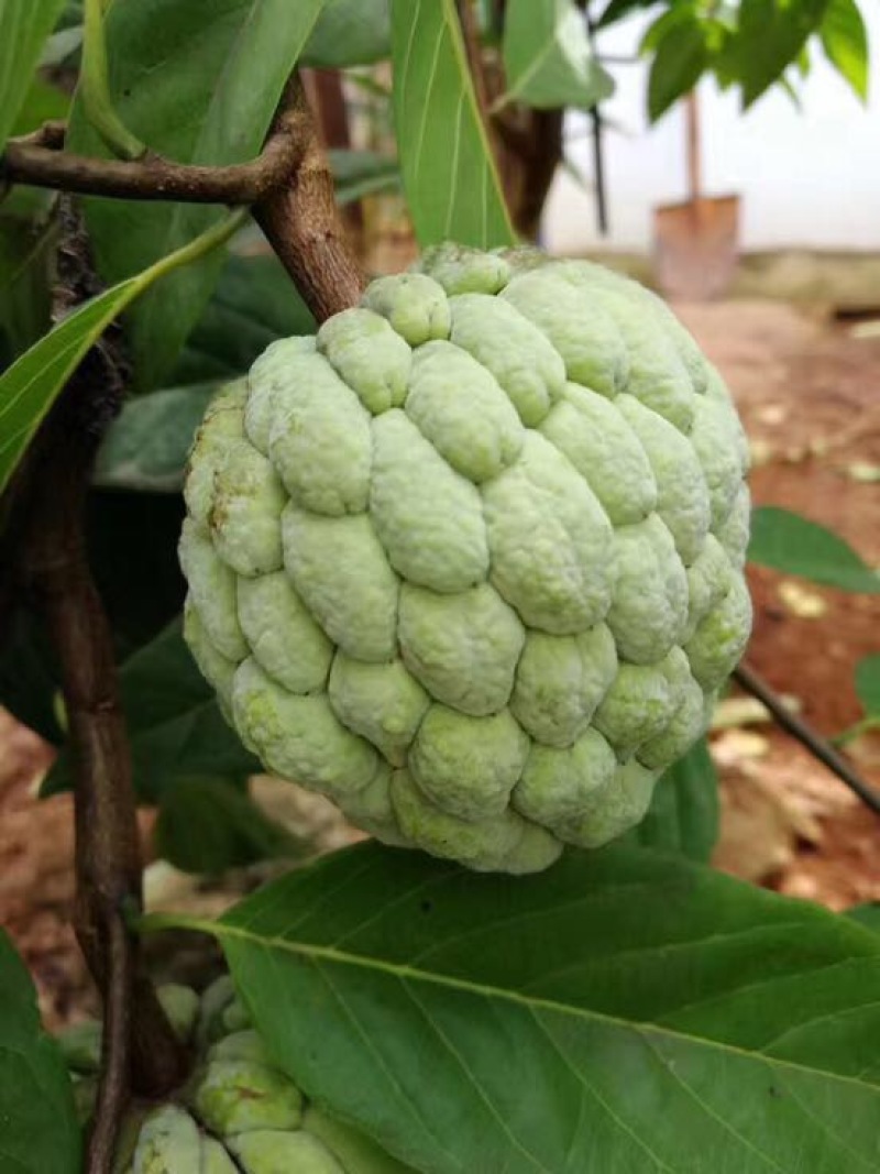 释迦特级250~300g