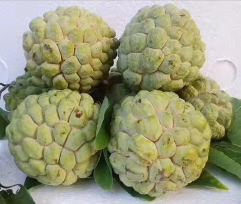 释迦特级250~300g