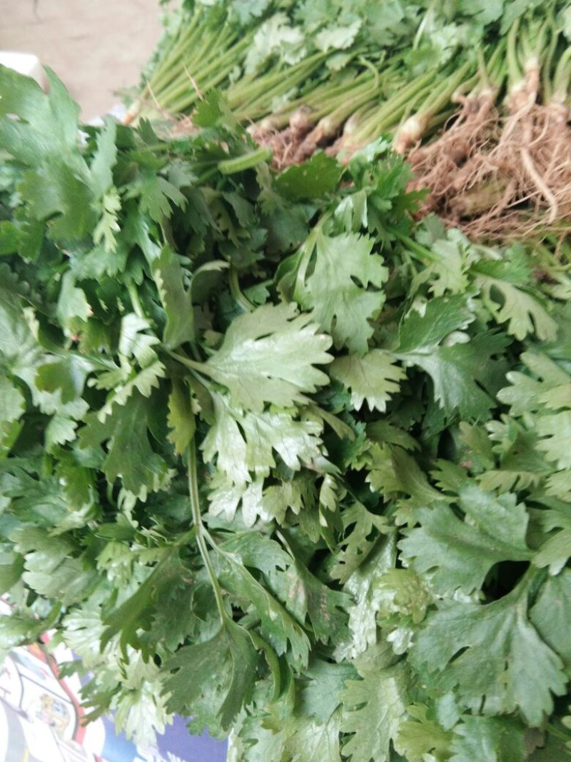大叶香菜20~25厘米以上