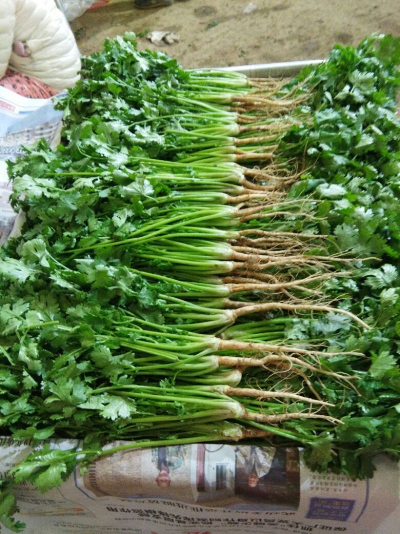 大叶香菜20~25厘米以上