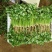 大叶香菜20~25厘米以上