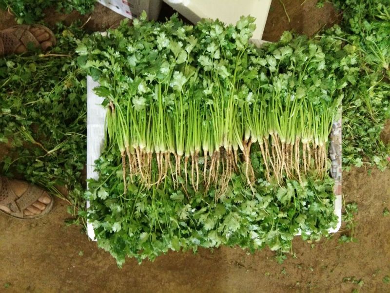 大叶香菜20~25厘米以上