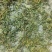 鬼针草，大量野生干货，下单则采