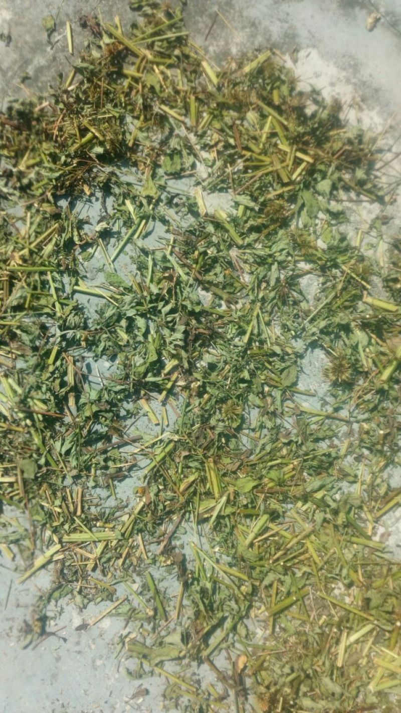 鬼针草，大量野生干货，下单则采