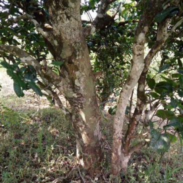 古树普洱茶特级