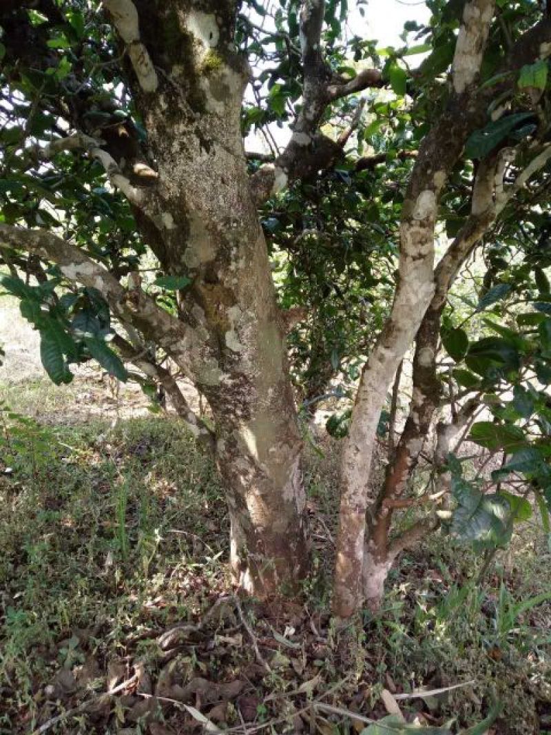 古树普洱茶特级