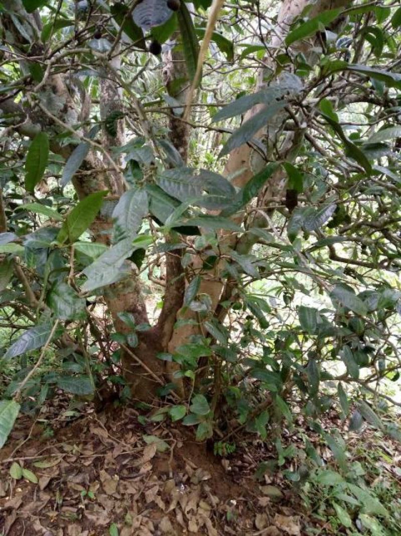 古树普洱茶特级