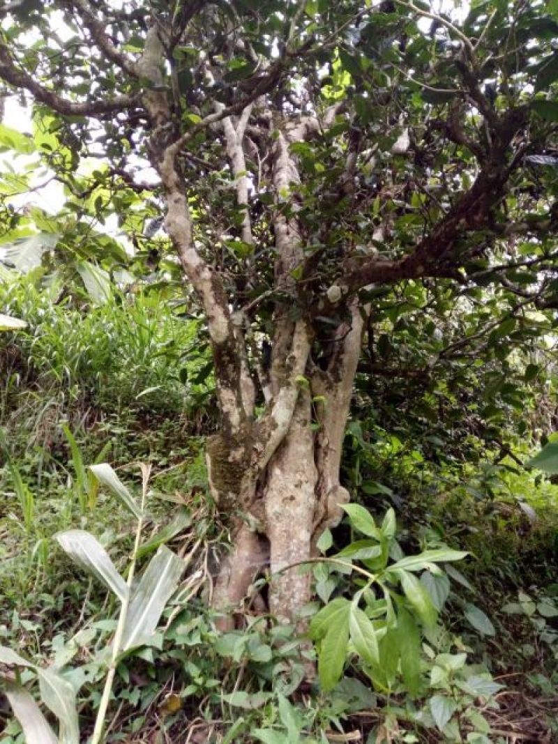 古树普洱茶特级