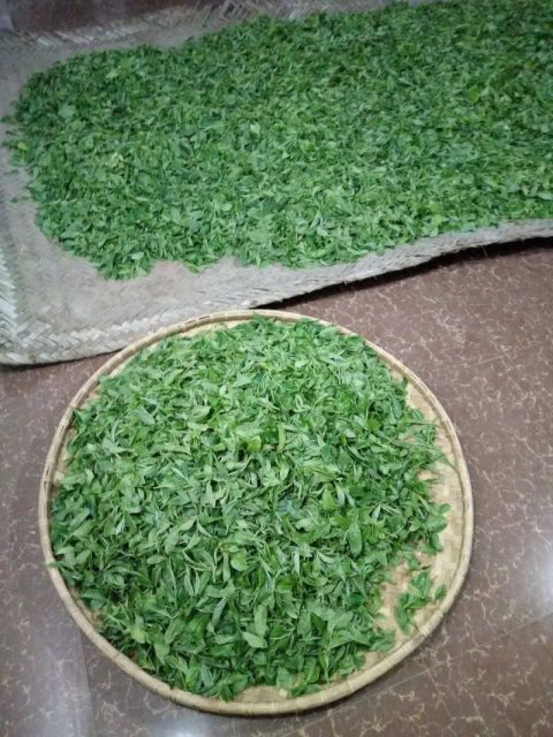 古树普洱茶特级
