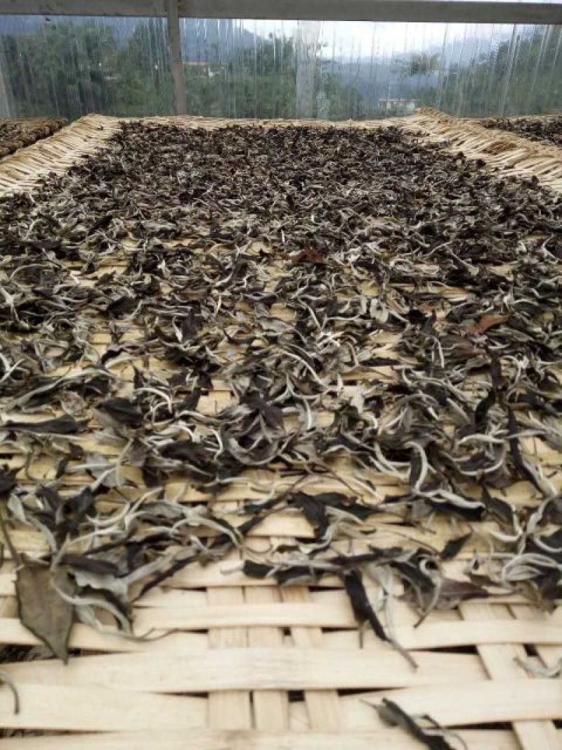 古树普洱茶特级