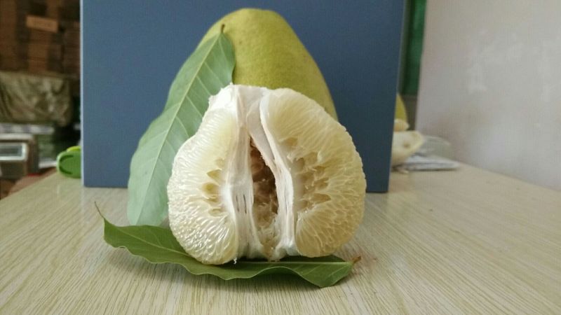 青柚2斤以上