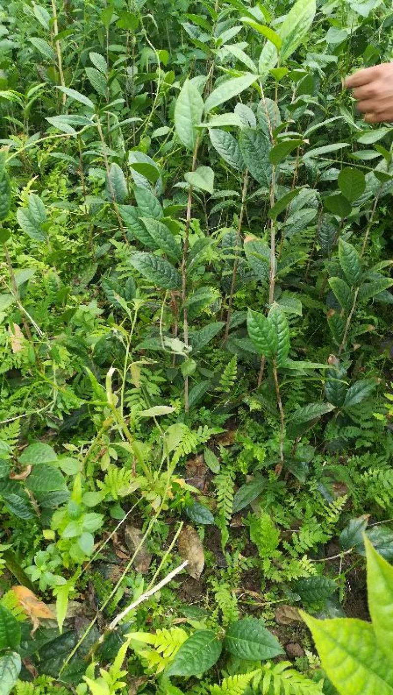 茶花苗金花茶苗