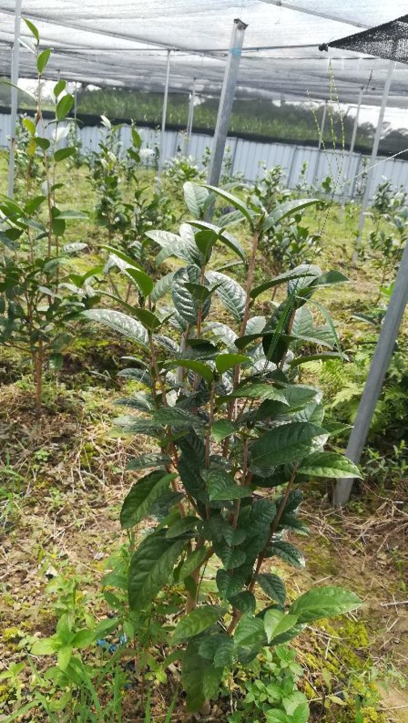 茶花苗金花茶苗
